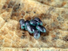 Agriopis leucophaearia_яйца_3